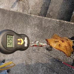 今期初キロアップ